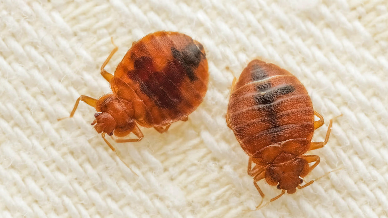  Two bed bugs on a mattress. 