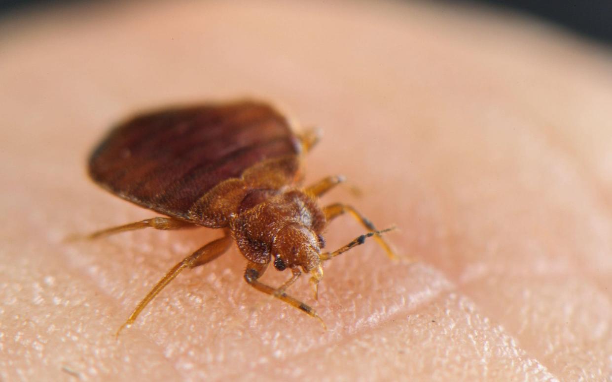 File photo showing a close-up image of a bed bug