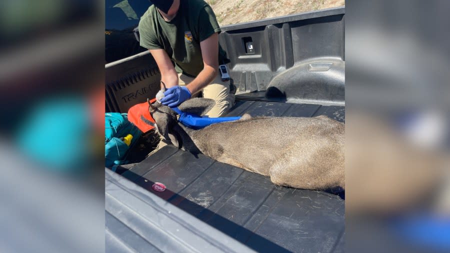 Deer stranded in debris basin in California rescued