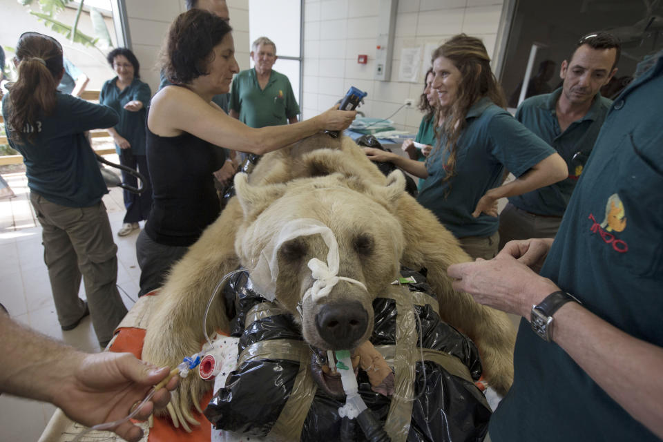 Mango, a 19-year-old male Syrian brown bear, rests on a bed as zoo veterinarians and staff prepare him for surgery in the Ramat Gan Zoological Center's animal hospital near Tel Aviv, Israel, Wednesday, May 7, 2014. The 250 kilogram (550 pound) Syrian brown bear is going into surgery to repair a herniated disc in his back after it was discovered in an x-ray, said Sagit Horowitz, the zoological center spokeswoman. (AP Photo/Ariel Schalit)