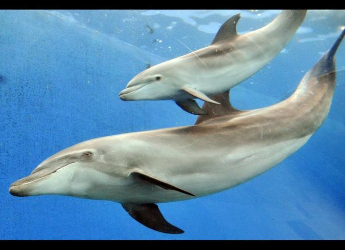 A baby bottle nose dolphin, born last month, swims close to his mother at the Hakkeijima Sea Paradise aquarium in Yokohama, suburban Tokyo on June 7, 2011.     