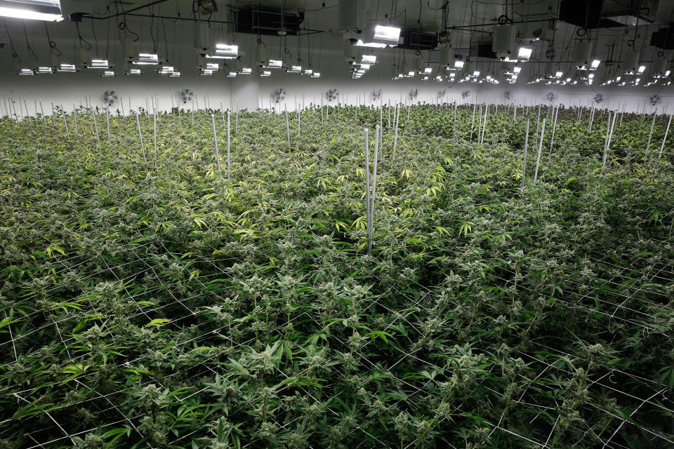 <p>Marijuana plants receive light at the Desert Grown Farms cultivation facility in Las Vegas, Nev., June 28, 2017. (Photo: John Locher/AP) </p>