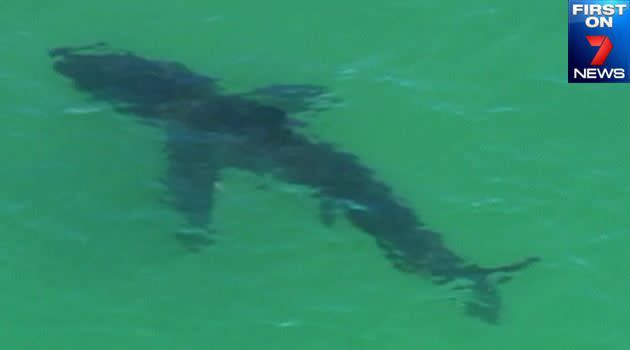 First on 7News: The Seven chopper captures this shot of a shark off Byron Bay following the fatal attack.