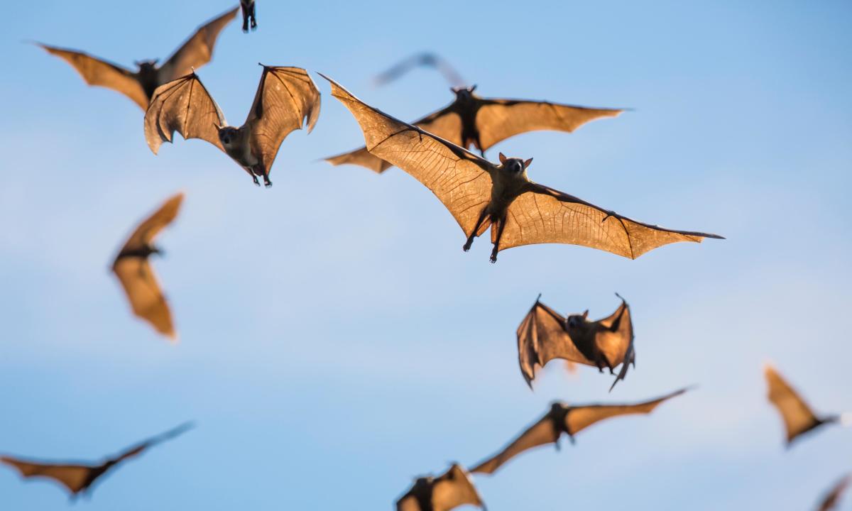 Les chauves-souris sont les chanteuses de death metal du monde animal, selon une étude