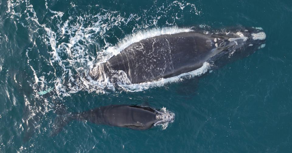 Juno, a North Atlantic right whale (#1612), and her calf are seen about 20 miles off Sapelo Island on Feb. 1, 2024. The calf was critically injured in a vessel strike this winter. The calf's carcass washed ashore on Cumberland Island National Seashore on March 3, 2024. Photo taken under NOAA permit 24359.