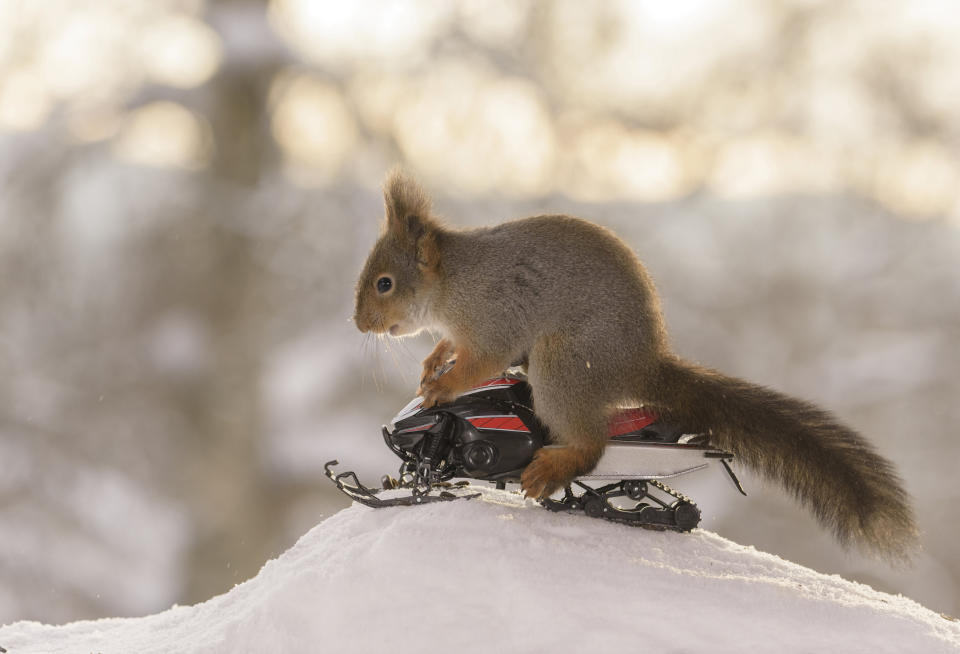 These hilarious photos show squirrels making the most of the winter weather - as they pose on miniature wooden SKIS and toy snowmobiles. The clever little red squirrels look like they are having a great time frolicking around in the snow and enjoying a winter holiday, as they appear to hover mid-air on their wooden skis and tiny toy vehicles. And the animals are rewarded for their sporting endeavours with snacks - as photographer Geert Weggen hides nuts on or nearby all of his props to encourage the squirrels to be part of the festive scene.