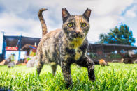 <p>An inquisitive cat comes to say hello at the Lanai Cat Sanctuary in Hawaii. (Photo: Andrew Marttila/Caters News) </p>