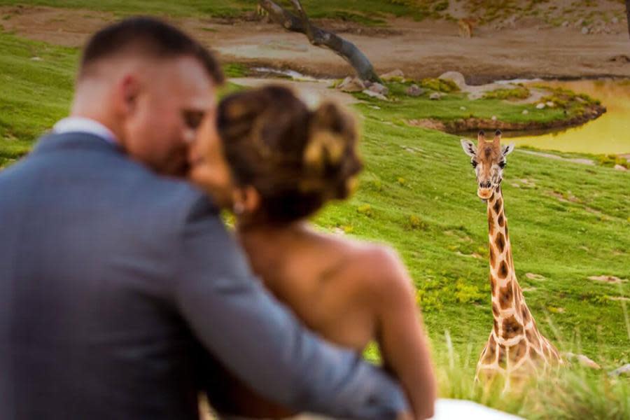 ¡Salvajemente romántico! Así es cómo puedes organizar tu boda en el San Diego Zoo Safari Park