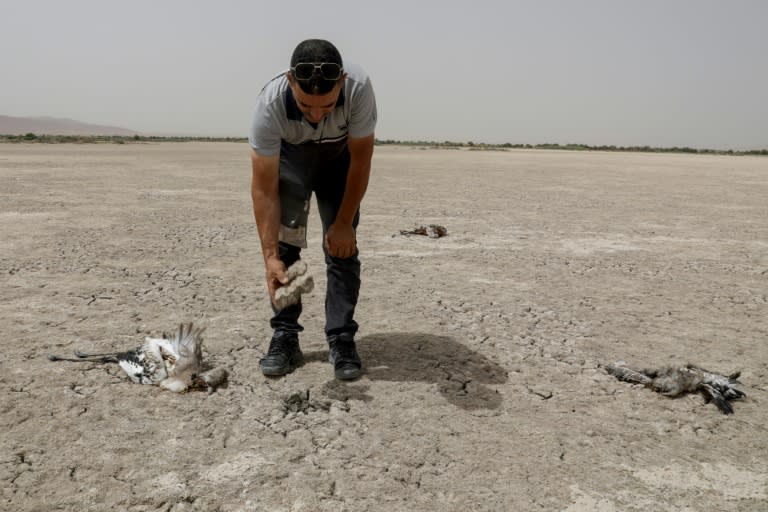 Un voluntario observa a unos flamencos muertos por deshidratación en un lago seco en la región de Ain Mlilam, en el noreste de Argelia, el 19 de julio de 2024 (-)