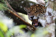 <p>A female adult jaguar, which has a cub, growls at the Mamiraua Sustainable Development Reserve in Uarini, Amazonas state, Brazil, June 5, 2017. (Photo: Bruno Kelly/Reuters) </p>