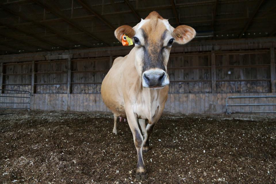 Nugget the Cow waits for feeding time at the University of New Hampshire Organic Dairy Research Farm at Burley-Demeritt in Lee on April 26, 2022.