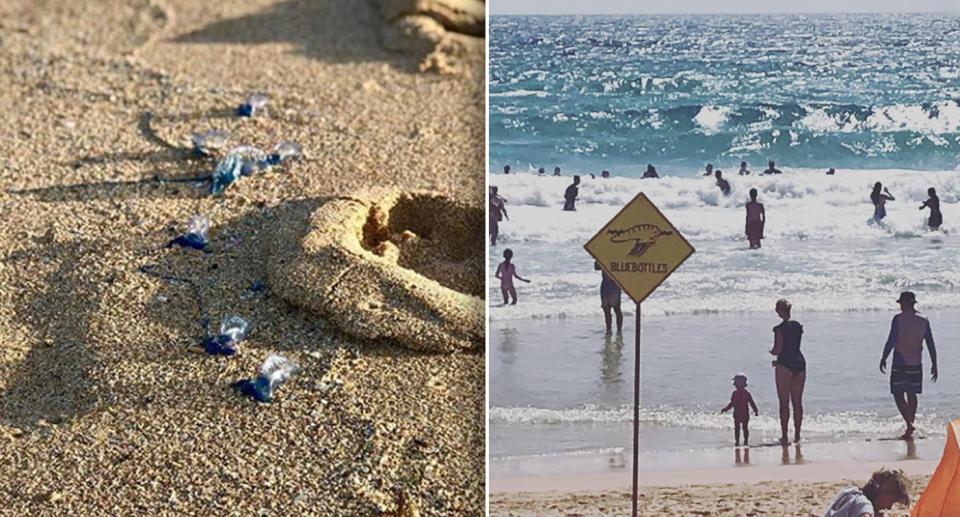 Hundreds of bluebottles have also washed up at Maroubra (left) and Manly (right) in NSW. Source: Instagram/chasingthesunrises, Instagram/laroo