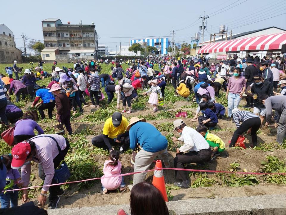 二０二三斗南馬鈴薯節推廣活動，吸引近三百位民眾親子體驗挖地蘋果樂趣。（記者陳正芬攝）