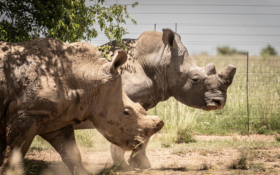 Conservation NGO African Parks has purchased the worldâ€™s largest captive rhino breeding operation in an attempt to re-wild 2000 rhino to safe areas across Africa. Some of the 2000 strong herd at a rhino farm outside Johannesburg