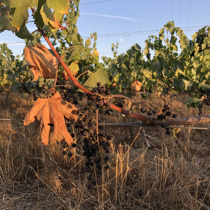 This year, the grape crop at Château Mazeris Bellevue in Saint-Michel-de-Fronsac, France, is down by 30%.