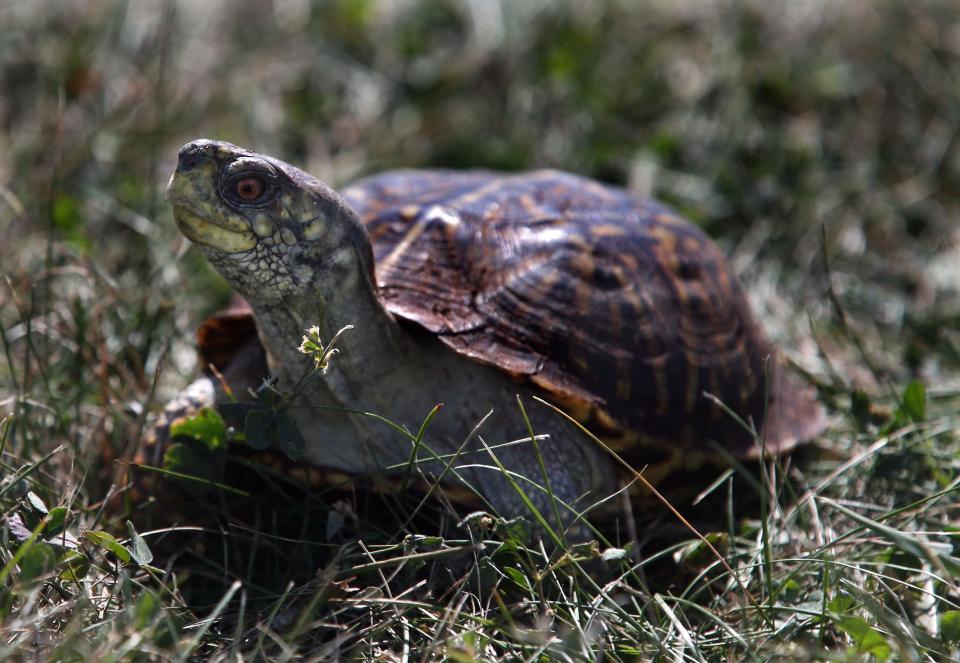 Zuko, an ornate box turtle was on hand for a meet and greet for students and others at Lakeshore State Park presented by the Wilderness Inquiry’s Canoemobile whose aim was to connect more kids with nature and outdoor activities.