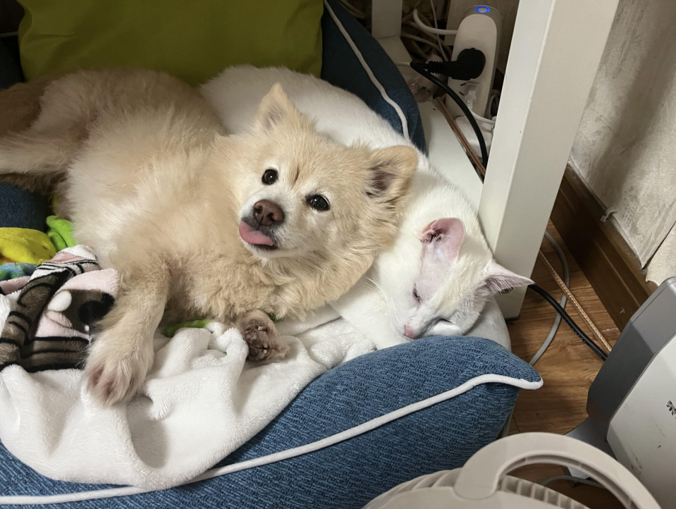 A dog and a cat cuddling together on a bed with a blanket