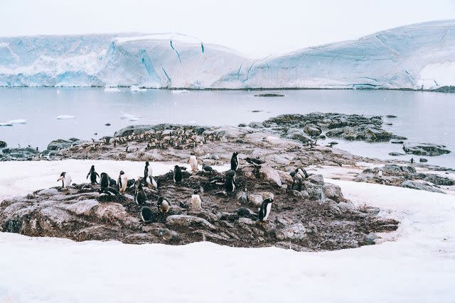 <p>Courtesy of Viking Cruises</p> Penguins at Damoy Point, Antarctica.