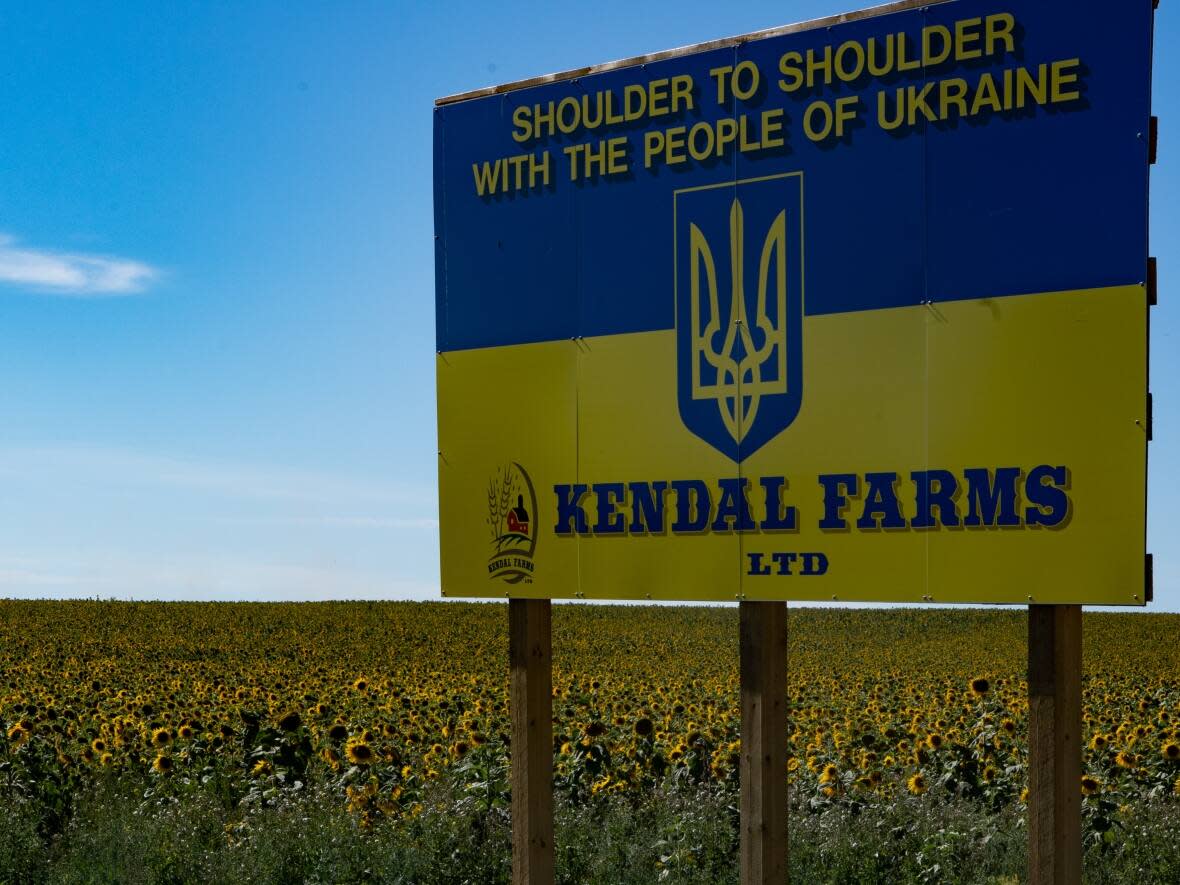 The sunflower field at Kendal Farms in the County of Grande Prairie in September 2022.  (Trevor Wilson/CBC - image credit)