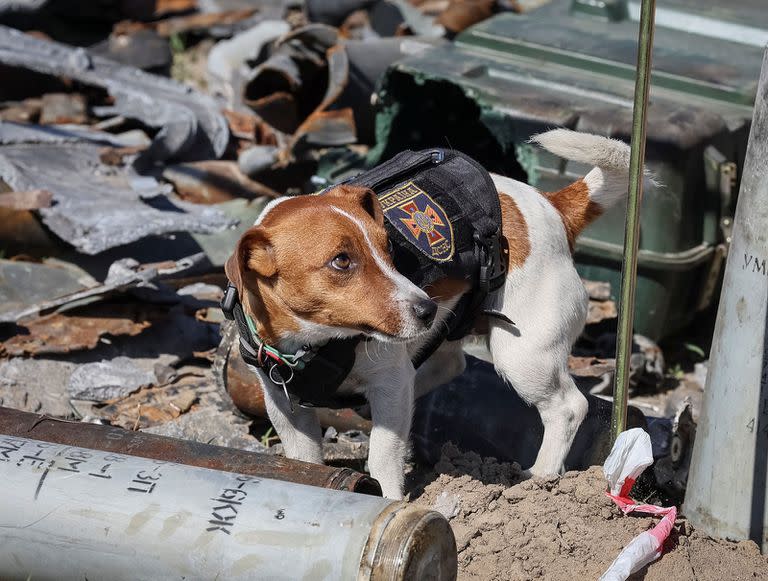 Un perro llamado Patrón, entrenado para buscar explosivos, se ve en un aeródromo en la ciudad de Hostomel