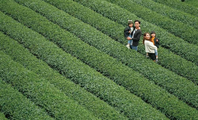 除了水之外，茶是消耗最多的飲品，光在台灣，每年就喝掉5.5萬噸茶葉。圖為新北坪林茶園。（圖／新北市觀光局提供）
