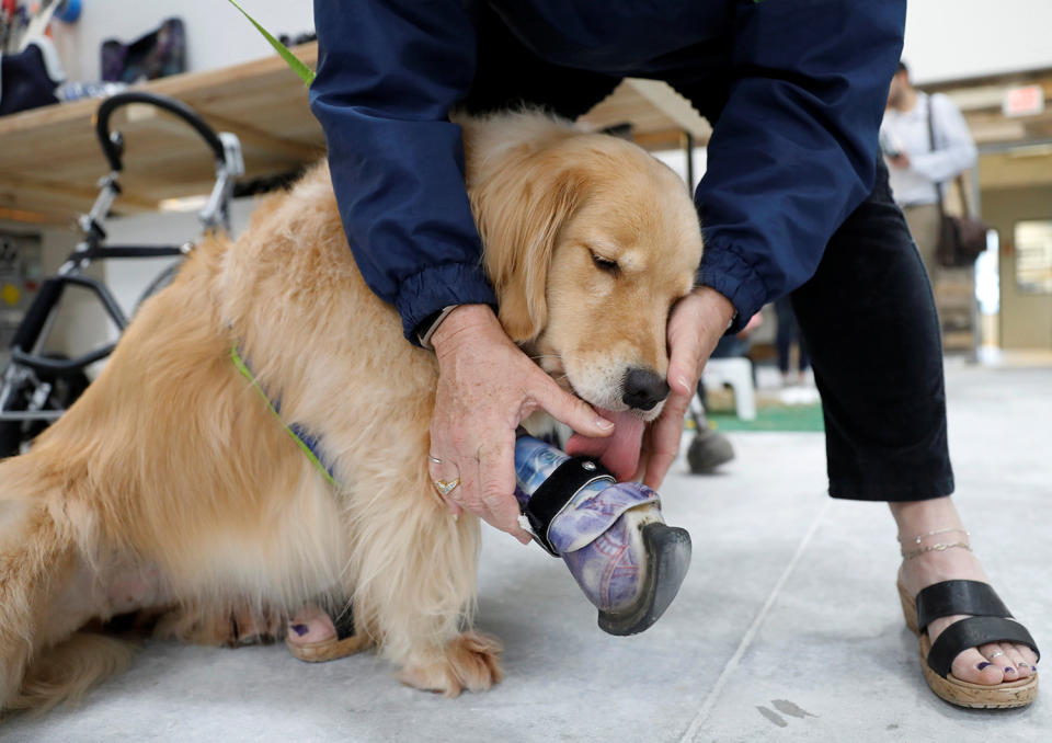 Golden retriever with prosthetic paw