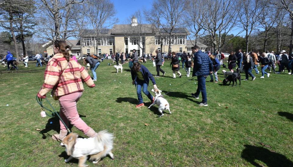 Dogs lead their owners out into the hunt area at the Mashpee Commons green across from the library where on April 8, 2023, the store Hot Diggity put out 2,300 eggs with dog treats inside for a canine Easter egg hunt.