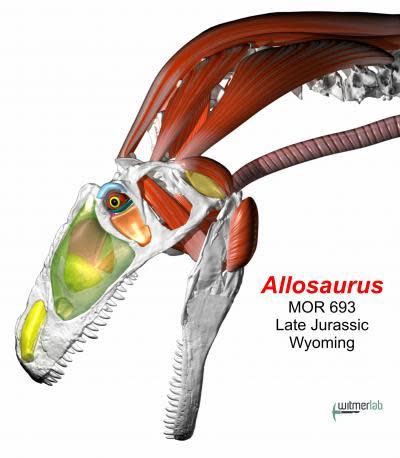 This illustration shows skeleton and soft tissues in the head and neck of the predatory dinosaur Allosaurus.