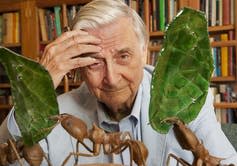 <span class="caption">Biologist E.O. Wilson with models of his life’s greatest subject, ants.</span> <span class="attribution"><a class="link rapid-noclick-resp" href="https://www.gettyimages.com/detail/news-photo/harvard-university-professor-e-o-wilson-in-his-office-at-news-photo/593351174?adppopup=true" rel="nofollow noopener" target="_blank" data-ylk="slk:Rick Friedman/Corbis via Getty Images">Rick Friedman/Corbis via Getty Images</a></span>