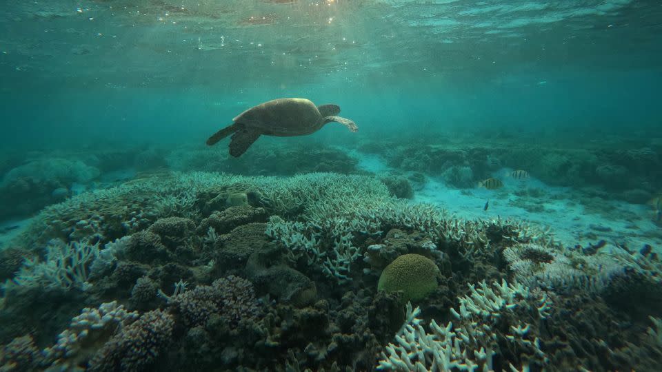 A turtle swims over bleached coral in the Lady Elliot Island lagoon in the southern Great Barrier Reef on February 19, 2024.  -Rebecca Wright/CNN