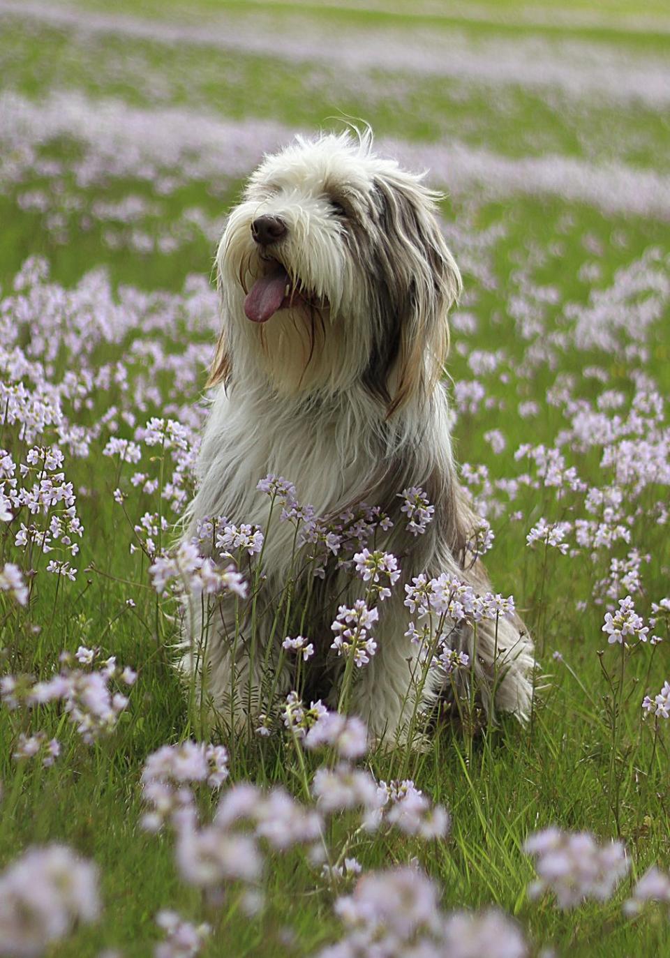 Bearded Collie