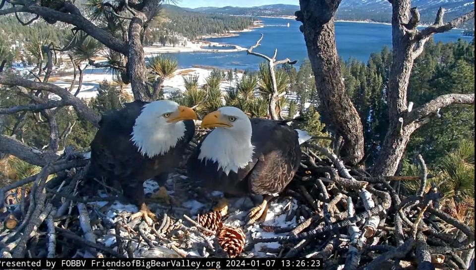 Big Bear eagles, Jackie and Shadow, may first egg of season