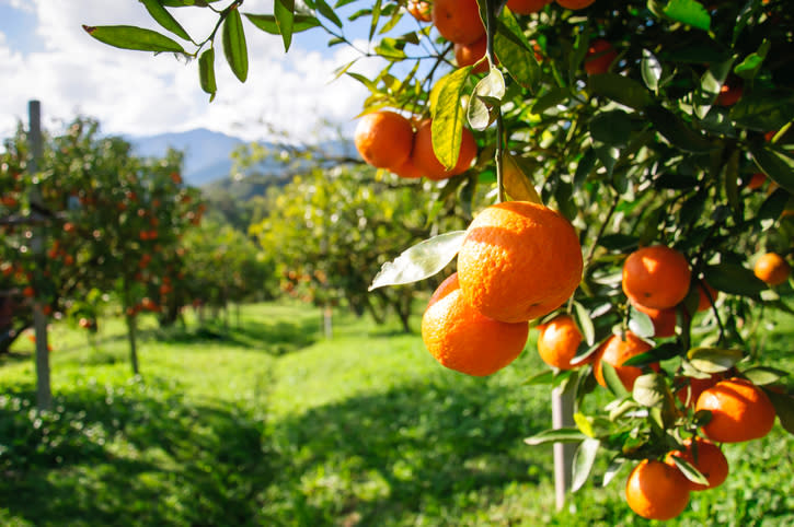 Orange trees growing in rows.