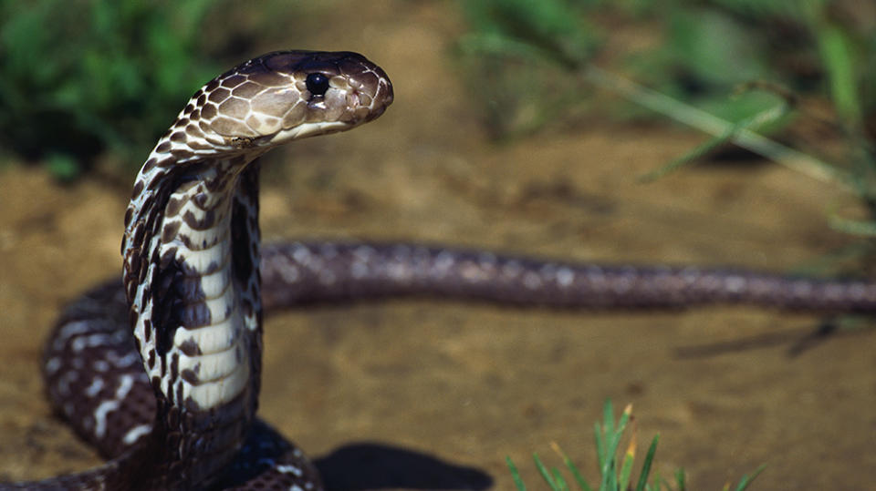 India is home to some 300 snake species and 60 are highly venomous, including the Indian cobra. Source: Getty