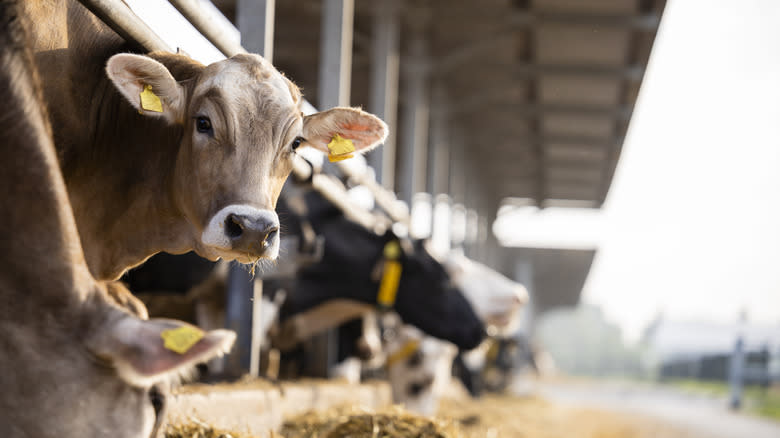 cow in stall