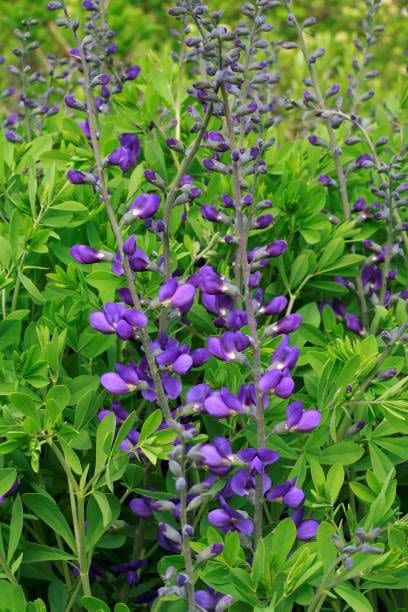 baptisia australis wild indigo photo by paroli galpertiredacouniversal images group via getty images