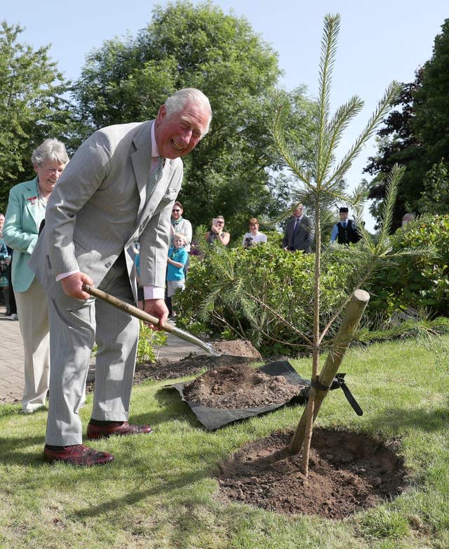 Charles planting a tree