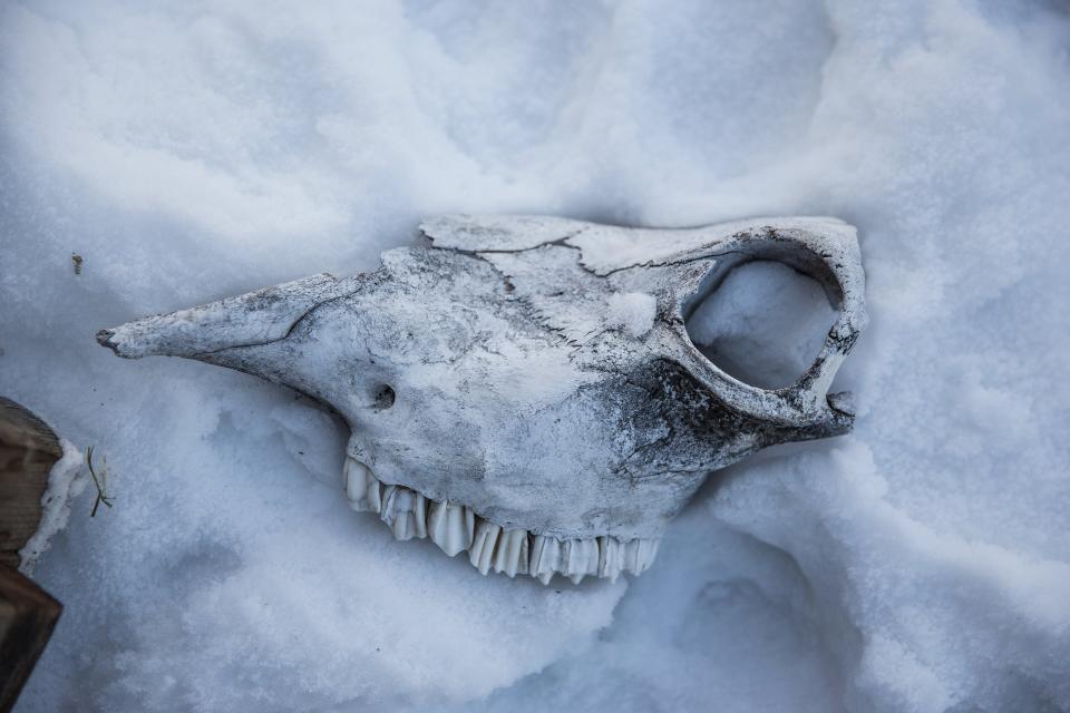 A skull sits on top of a pile of snow.