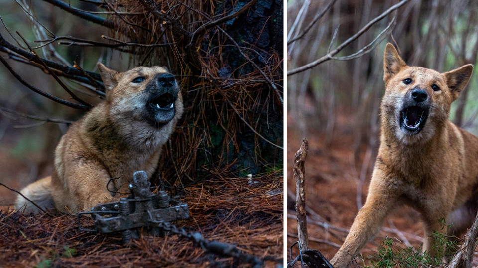 Two images of a dingo caught in a leg-hold trap.