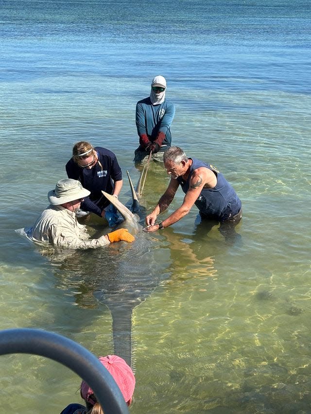 Biologists conduct a field examination of an endangered smalltooth sawfish that was recovered in the Florida Keys on April 5. The fish have been suffering from a condition known as "whirling," which is when fish swim in circles at the surface before dying.