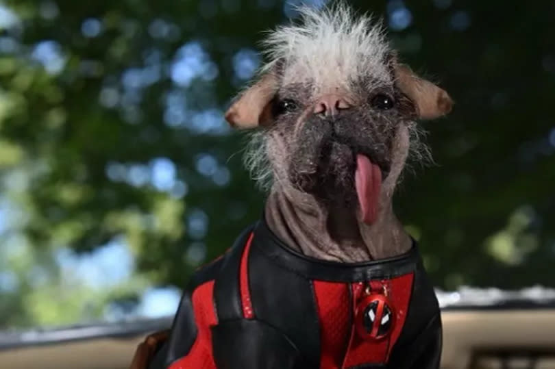 Peggy, a pug-Chinese crested dog from East Yorkshire, is to appear in Deadpool & Wolverine