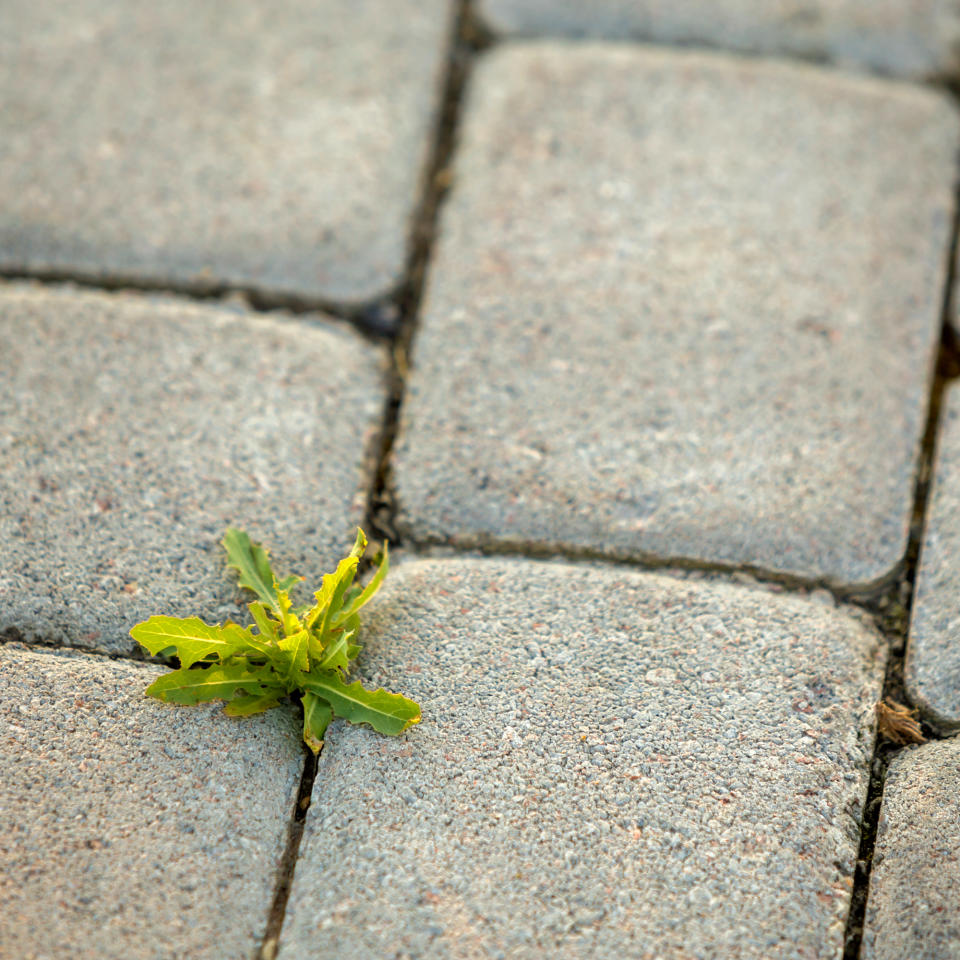 Weeds in between patio slabs