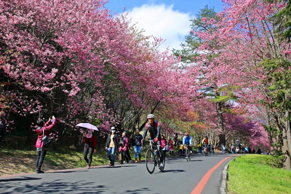 櫻花季期間武陵農場實施總量管制每日進場人數6,000人。