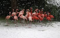 Flamingos stand in their enclosure during snowfall in winter in Jerusalem's Biblical Zoo December 12, 2013. REUTERS/Baz Ratner (JERUSALEM - Tags: ANIMALS ENVIRONMENT TPX IMAGES OF THE DAY)