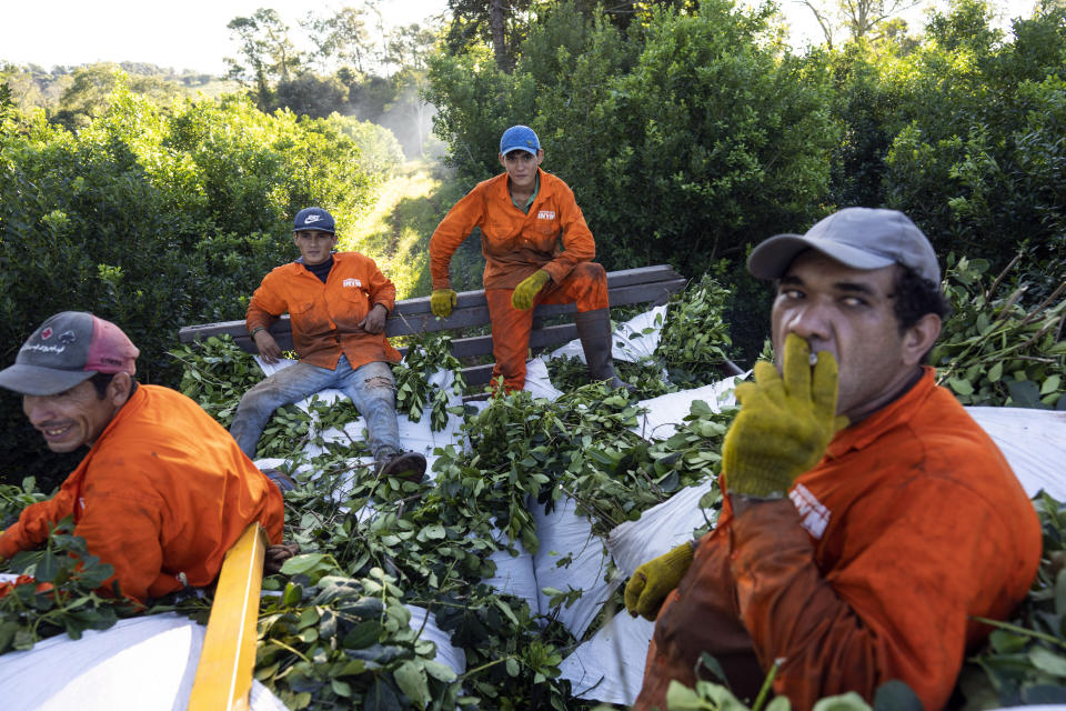 Workers ride on their bags of harvested yerba mate in Andresito, in Argentina's Misiones Province, Wednesday, April 17, 2024. Beneath the earthy drink’s mythical quality is grueling work, first performed by Indigenous tribes on Jesuit settlements in what is now Paraguay and today by low-paid laborers known as “tareferos,” in the steamy grasslands of Argentina’s northeast Misiones Province, center of the world's maté production. (AP Photo/Rodrigo Abd)