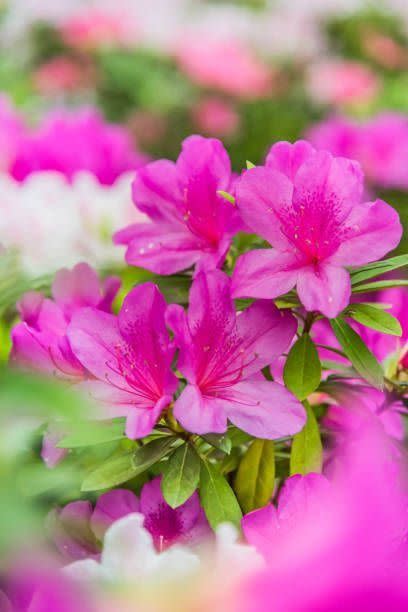 bright purplish pink flowers on azalea bush