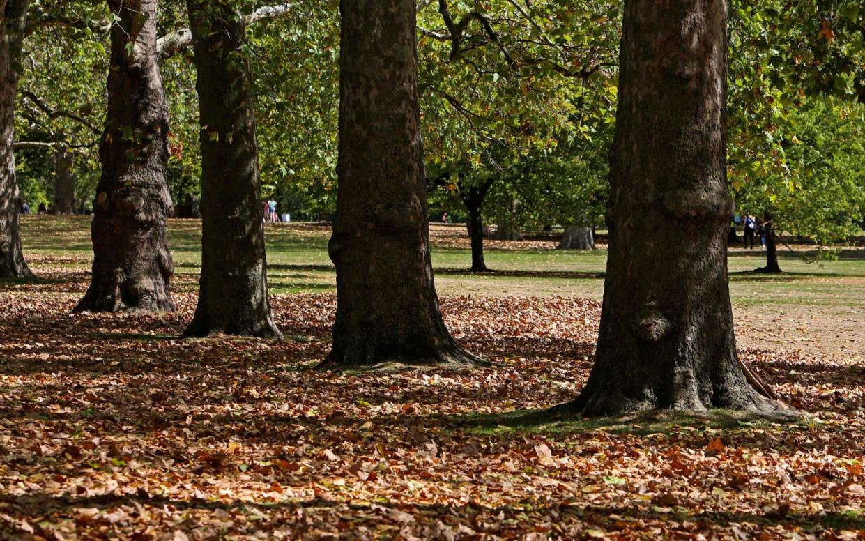 The drought starved trees of water they need to produce brighter autumn colours - Susannah Ireland /AFP via Getty Images