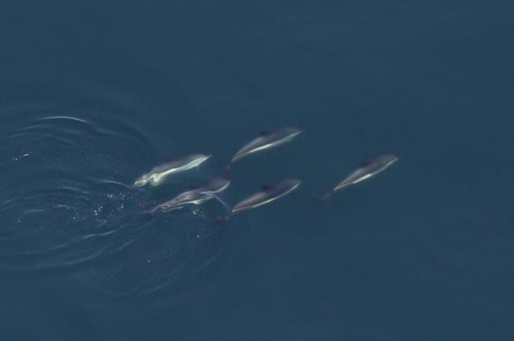 in the United States, Atlantic white-sided dolphins typically roam North Carolina to Maine, preferring to remain in temperate waters. Photo courtesy of National Marine Fisheries Service