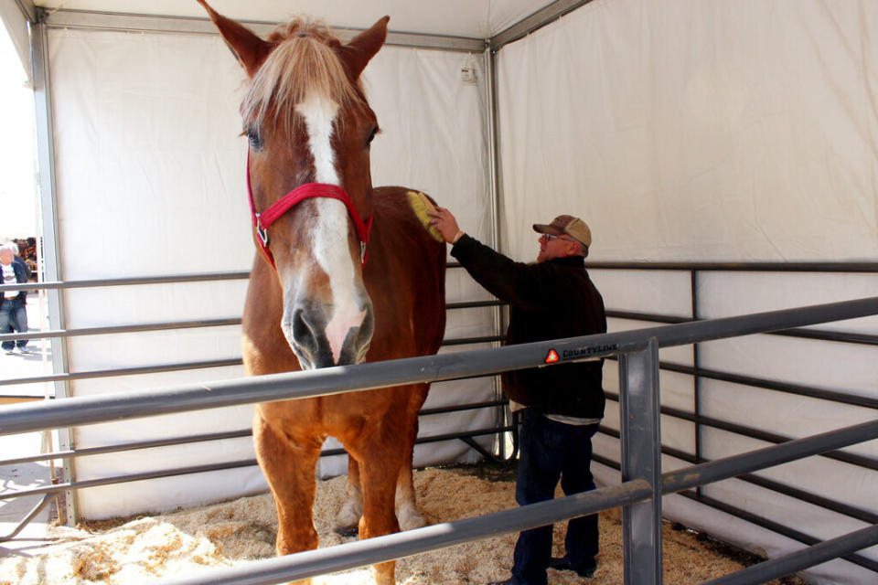 Horse in a pen towering over a man