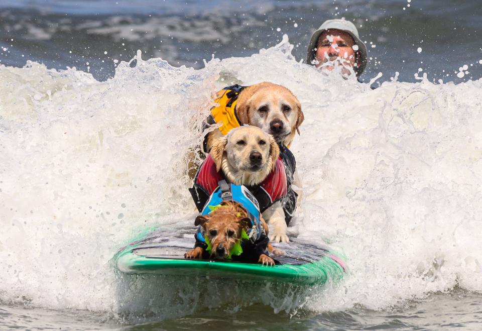 (From front to back) Carson, Rosie and Charlie Surfs Up compete during the World Dog Surfing Championships in Pacifica, California, on August 5, 2023. The event helps local charities raise money by sponsoring a contestant or a team, with a portion of the proceeds going to dog, environmental, and surfing nonprofit organizations. (Photo by JOSH EDELSON / AFP) (Photo by JOSH EDELSON/AFP via Getty Images)
